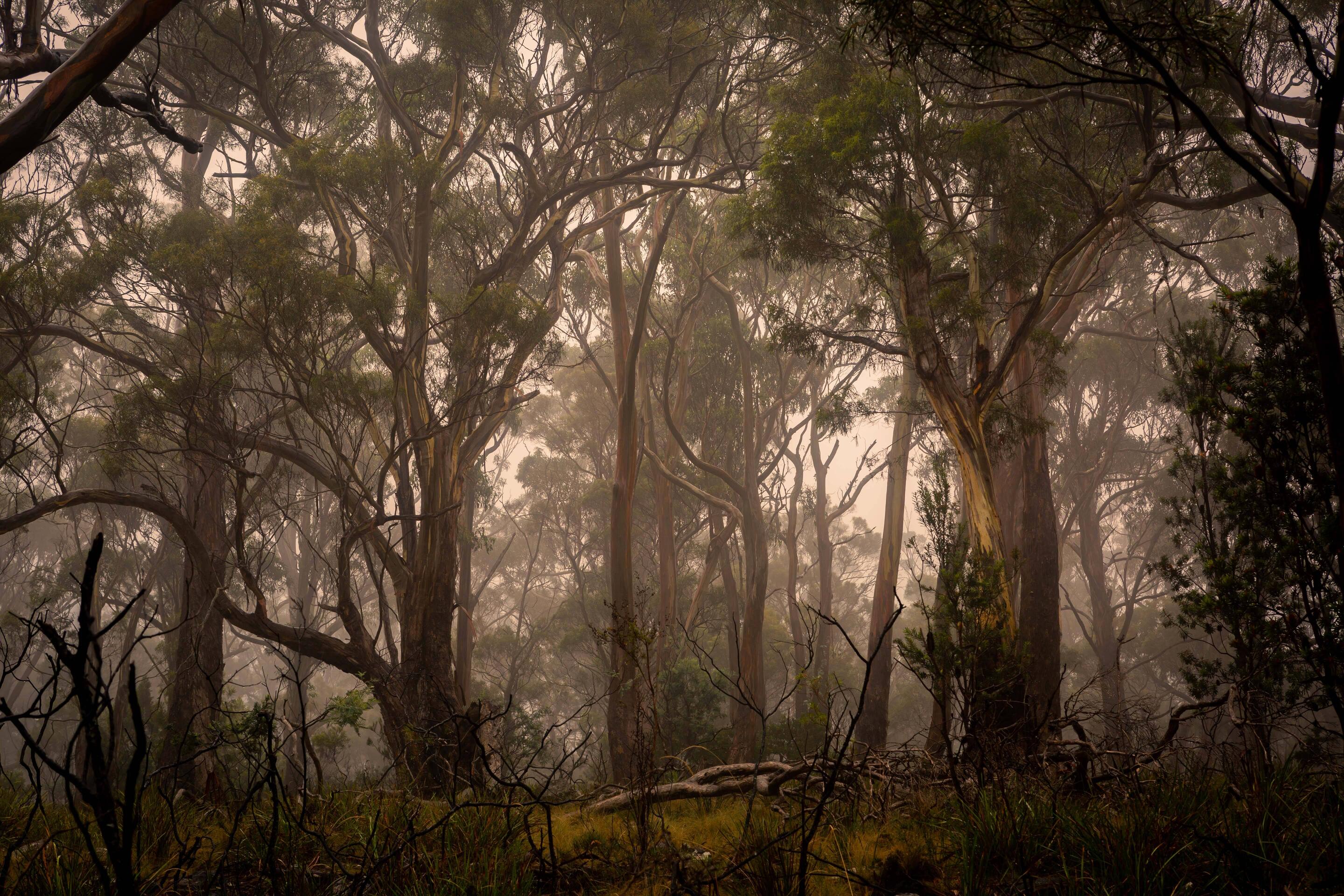Nature Photography